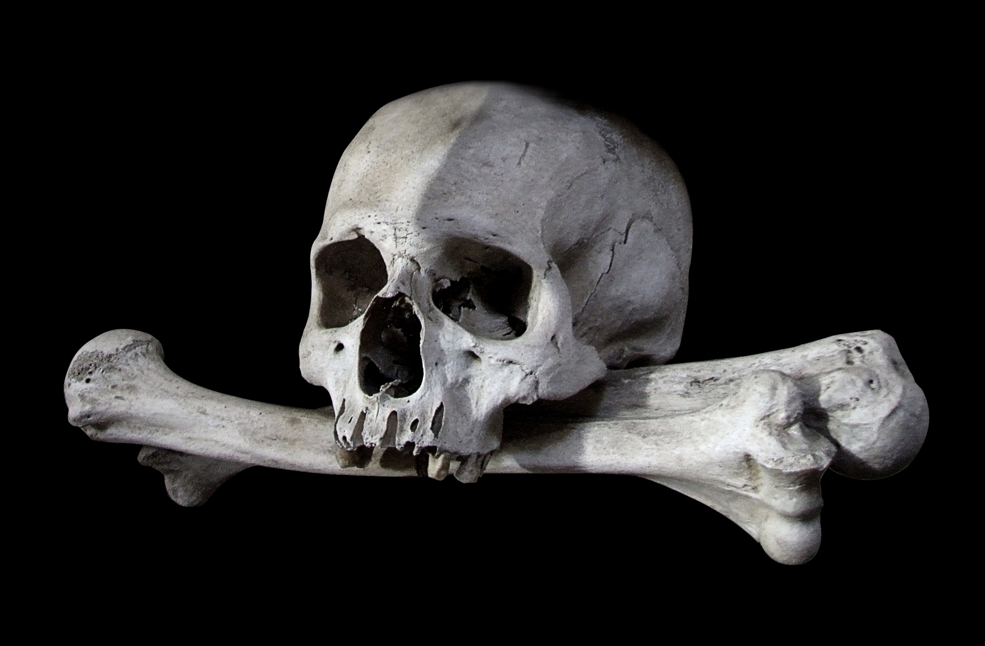 skull, bones, the pirate bay